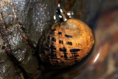Nerita chamaeleon