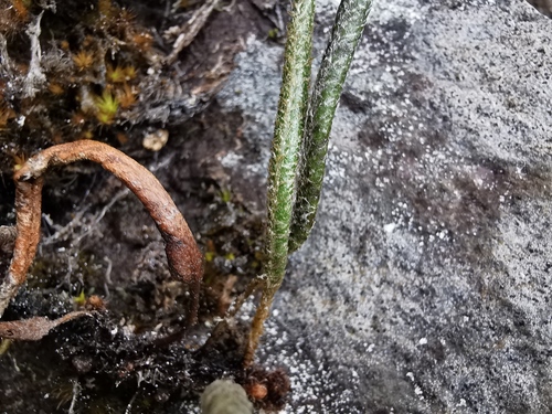 Elaphoglossum stipitatum image