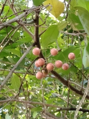 Cordia dichotoma