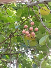 Cordia dichotoma