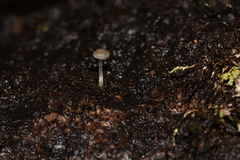 Roridomyces