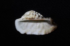 Lamarcka ventricosa