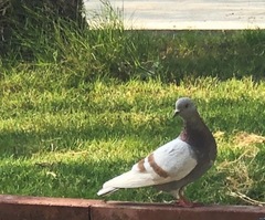 Columba livia domestica