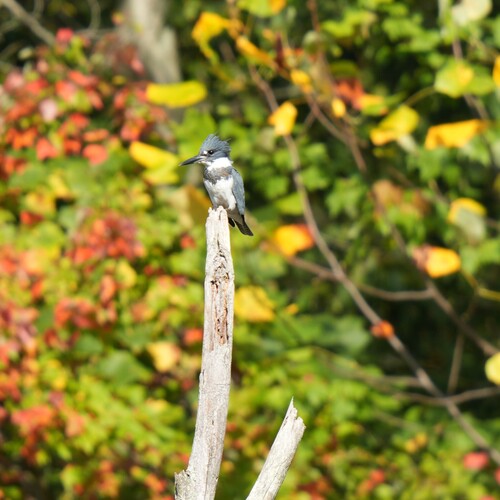 Belted Kingfisher photographed in New Jersey