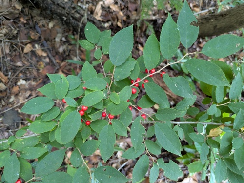 Japanese winterberry (Ilex serrata)