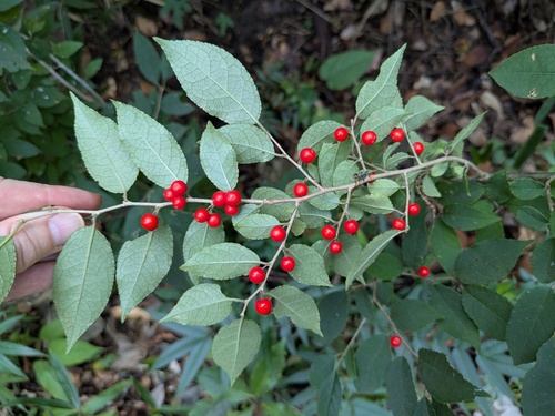 Ilex serrata, photograph 2