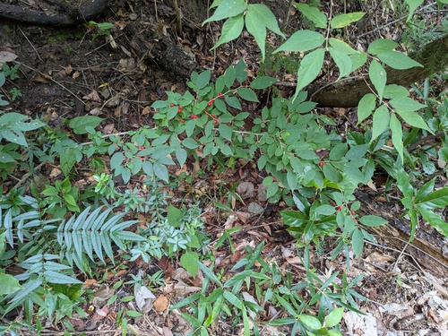 Ilex serrata, photograph 1