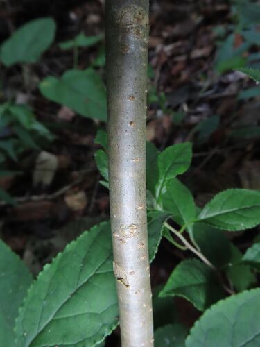 Ilex serrata, photograph 3