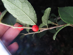 Ilex serrata, photograph (c) Timur Kalininsky, some rights reserved (CC BY)