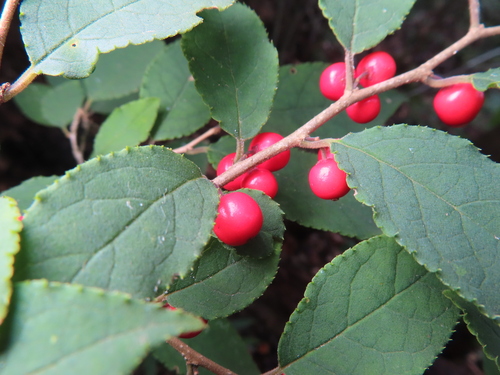 Ilex serrata, photograph 5
