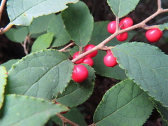 Ilex serrata, photograph (c) Timur Kalininsky, some rights reserved (CC BY)