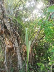 Tillandsia huamelulaensis