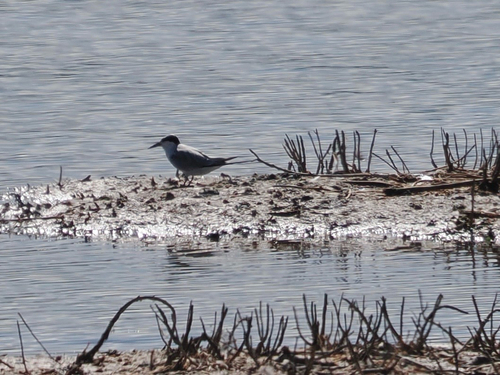 Sterna hirundo observed 2025-10-07