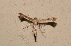 Nippoptilia cinctipedalis