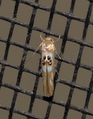 Hieromantis ephodophora