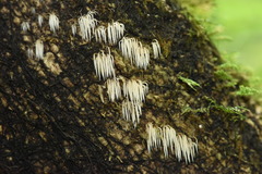 Pterulicium
