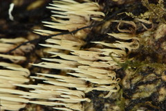 Pterulicium