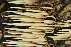 Pterulicium