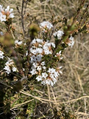 Epacris paludosa