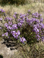 Euphrasia collina diversicolor