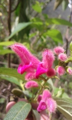 Salvia tortuosa