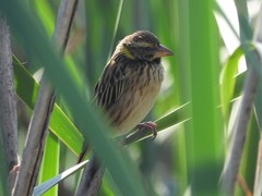 Ploceus manyar