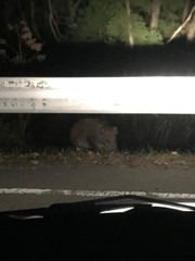 Sus scrofa leucomystax