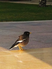 Acridotheres tristis