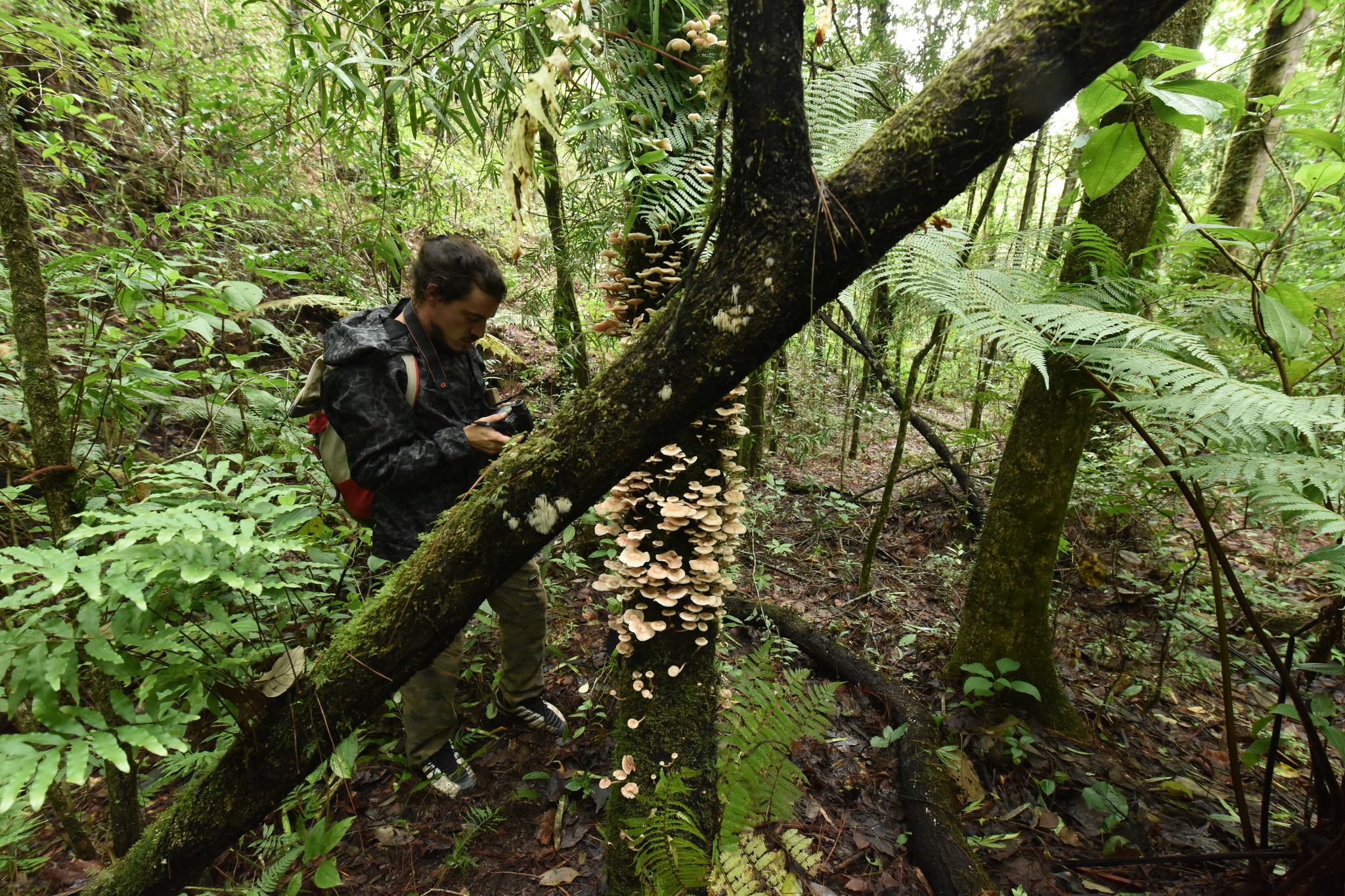 Armillaria puiggarii image