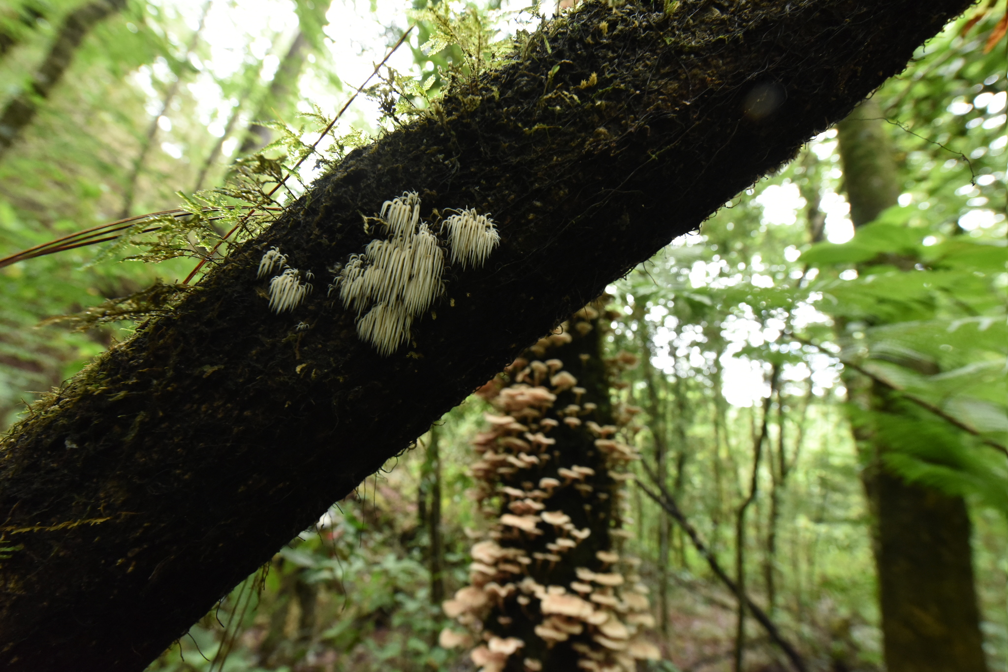 Armillaria puiggarii image