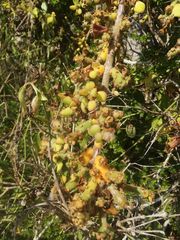 Pereskiopsis kellermanii