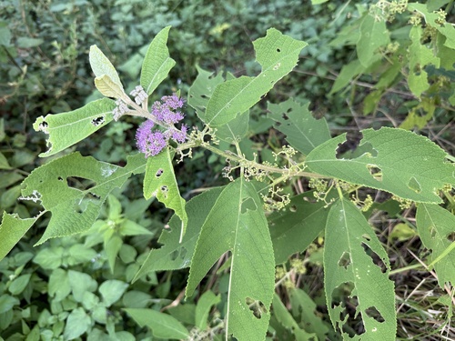 Callicarpa macrophylla (Callicarpa macrophylla)