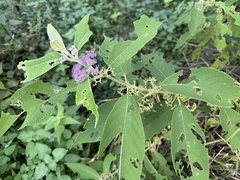 Callicarpa macrophylla, photograph (c) Dr. Alexey Yakovlev, some rights reserved (CC BY)