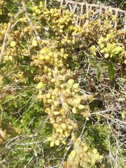 Pereskiopsis kellermanii