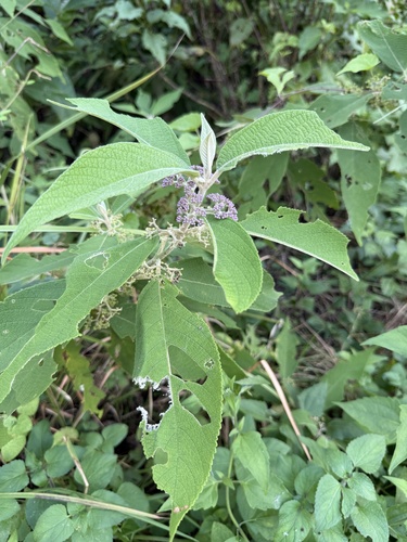 Callicarpa macrophylla, photograph 4