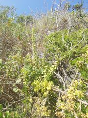 Pereskiopsis kellermanii