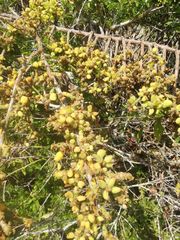 Pereskiopsis kellermanii