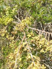Pereskiopsis kellermanii