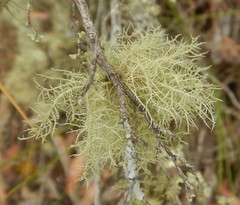 Usnea inermis