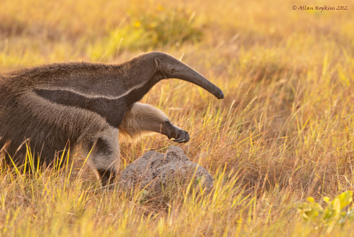 Giant Anteater, photo 8 of 8