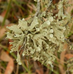 Ramalina inflata
