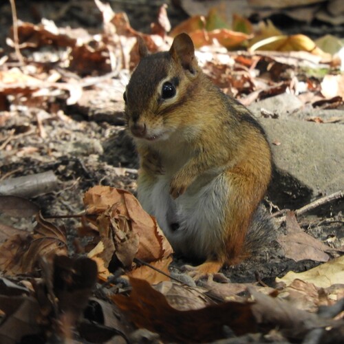 Eastern Chipmunk photographed in New Jersey