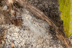 Jacobaea delphiniifolia