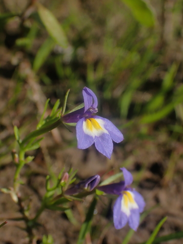 Cascade Calicoflower (Downingia yina)