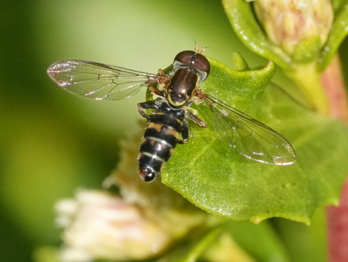 Unknown species found near South OCO, OR, USA