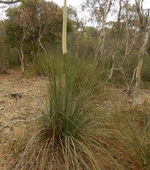Xanthorrhoea caespitosa