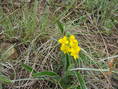 Hypoxis hemerocallidea (Hypoxis hemerocallidea)