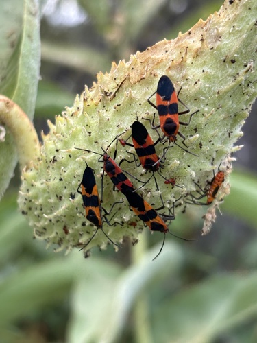 Large Milkweed Bug photographed in Nevada