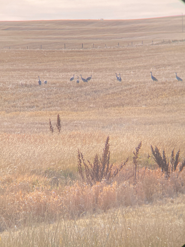 Sandhill Crane