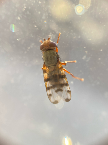 Narrow-Banded Picture-Winged Fly